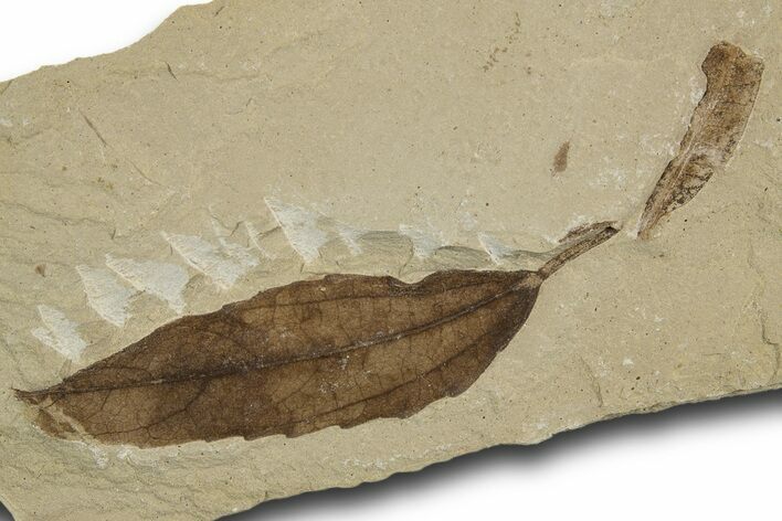 Detailed Fossil Leaf (Populus) - Green River Formation, Utah #334318